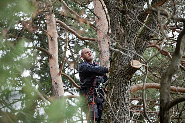 Best Arborist Consultation Services  in Lake Wales, FL